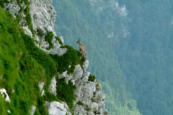 Camoscio d''Abruzzo Rupicapra pyrenaica ornata